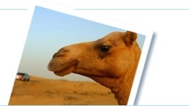 Popular tours and things to do in Dubai